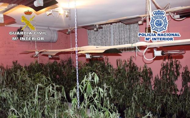 Incautadas en Arévalo (Ávila) 400 plantas de marihuana de una plantación ubicada en el interior de una vivienda. 