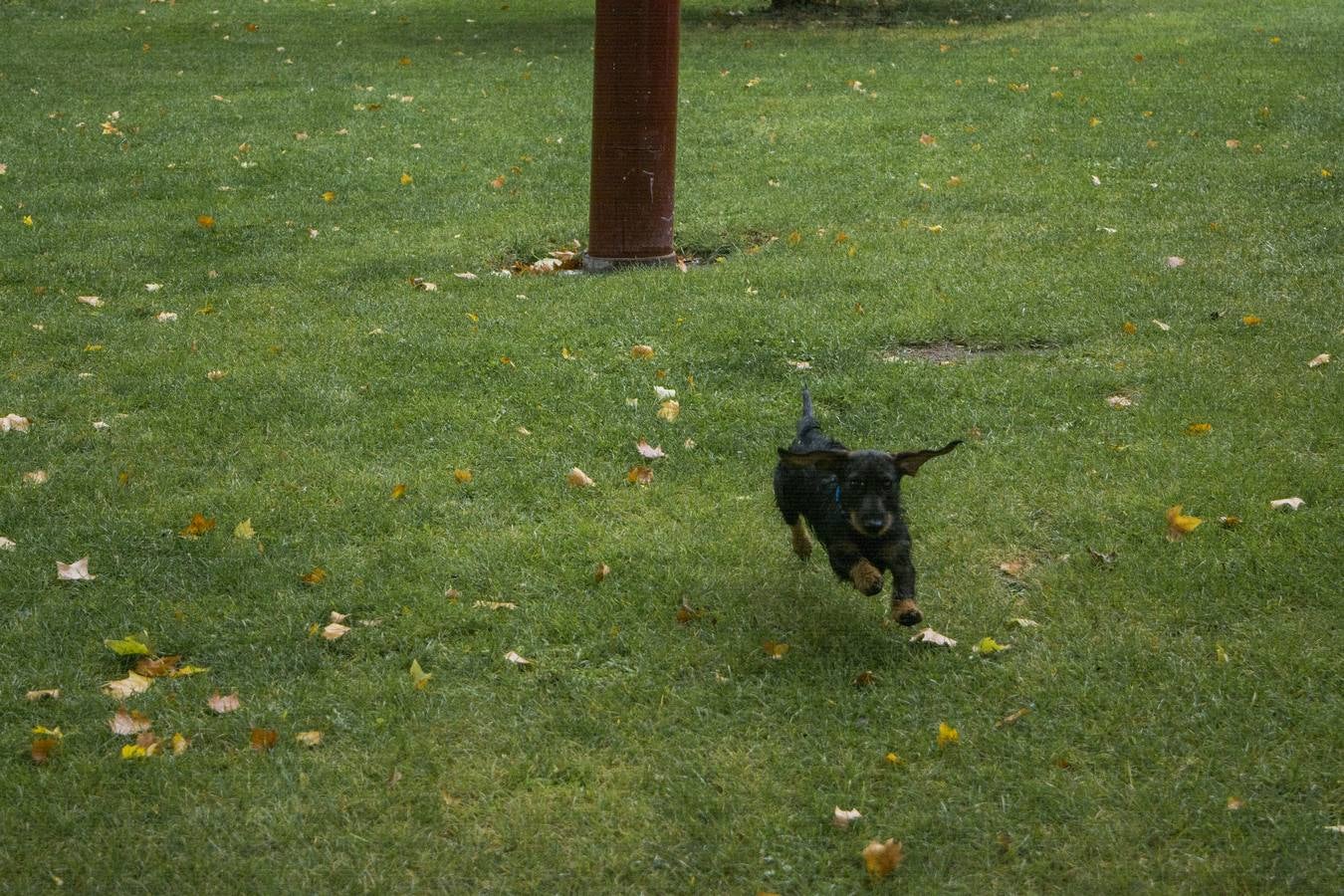 Fotos: El otoño viste a Valladolid