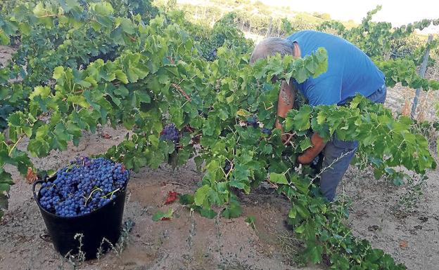 Un viticultor recoge racimos de la variedad garnacha. 