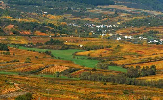 Imagen principal - Una peregrina camina entre los viñedos del Bierzo en pleno otoño Abajo a la izquierda tradicional asado de castañas en un magosto popular en el Bierzo y dos Peregrinos degustan productos tradicionales a su paso por el Bierzo en otoño. 