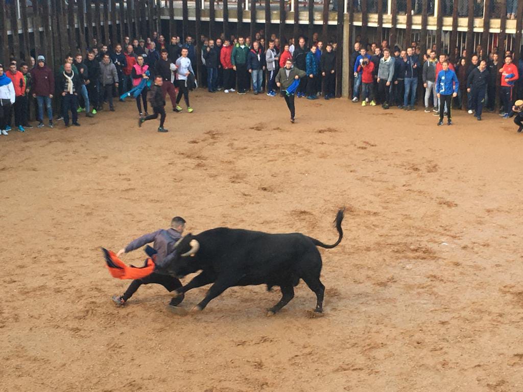  Traspinedo recibió este sábado a cientos de personas para asistir a la suelta de dos novillos de las ganaderías de Ustárroz y Jara del Retamar 