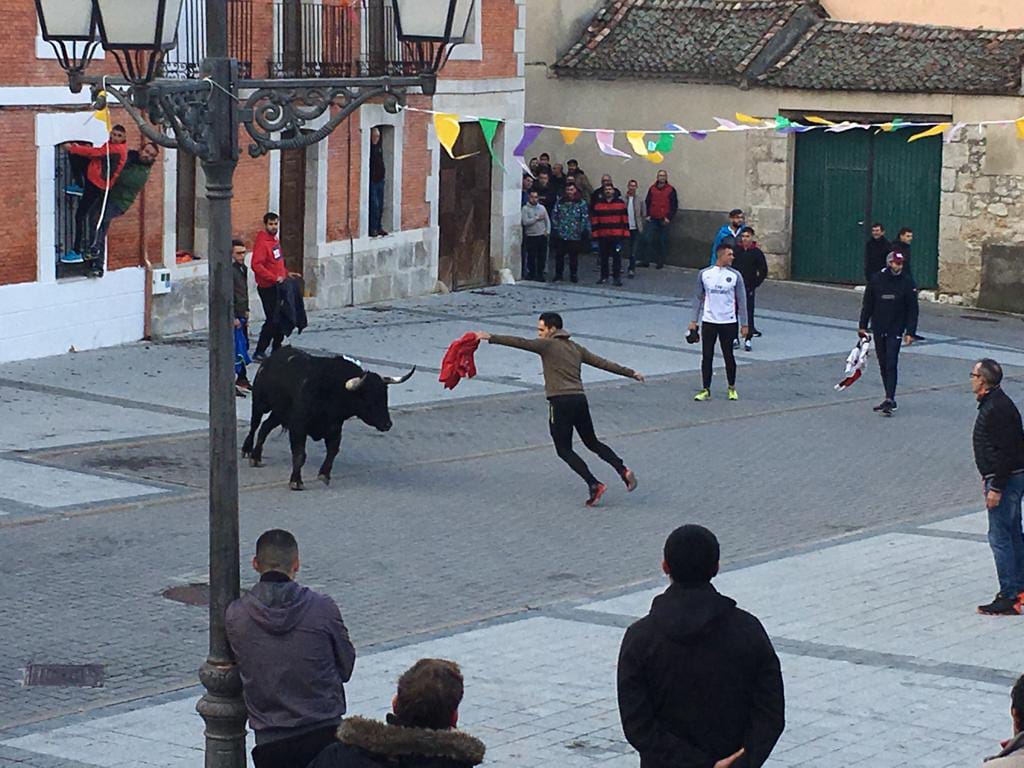  Traspinedo recibió este sábado a cientos de personas para asistir a la suelta de dos novillos de las ganaderías de Ustárroz y Jara del Retamar 