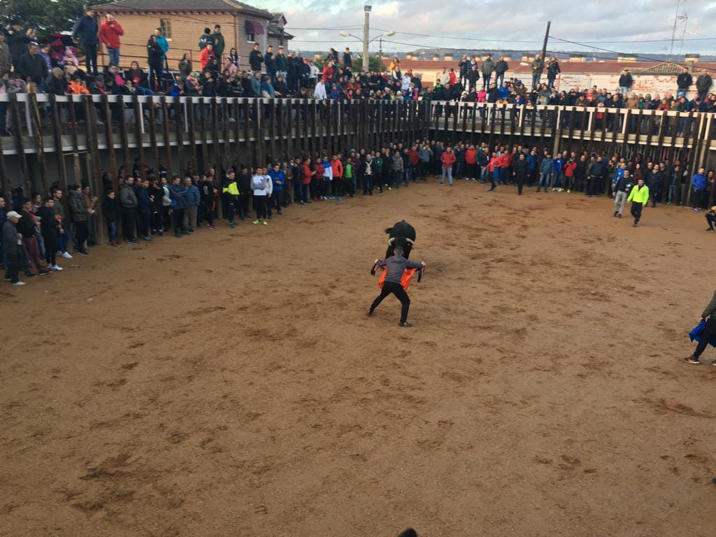  Traspinedo recibió este sábado a cientos de personas para asistir a la suelta de dos novillos de las ganaderías de Ustárroz y Jara del Retamar 