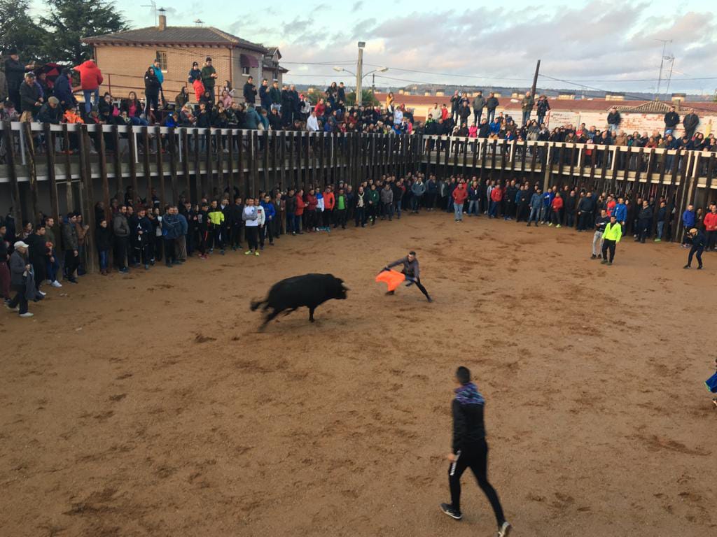  Traspinedo recibió este sábado a cientos de personas para asistir a la suelta de dos novillos de las ganaderías de Ustárroz y Jara del Retamar 