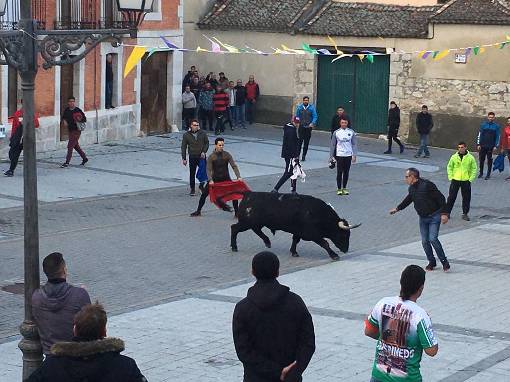  Traspinedo recibió este sábado a cientos de personas para asistir a la suelta de dos novillos de las ganaderías de Ustárroz y Jara del Retamar 