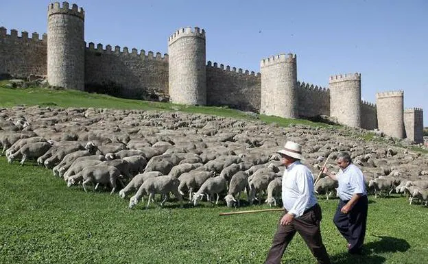 2.000 ovejas merinas trashumantes de la Denominación de Origen Queso de La Serena en Ávila.