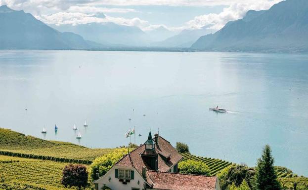 Viñedos en terrazas en el Lago Leman. 