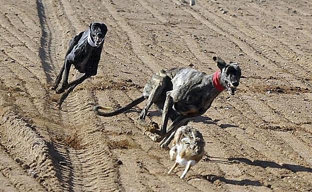 Campeonato de galgos celebrado en Nava. 