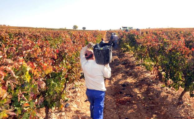 La DO Ribera del Duero registra en 2018 la segunda mayor cosecha de su historia, con 125 millones de kilos de uva