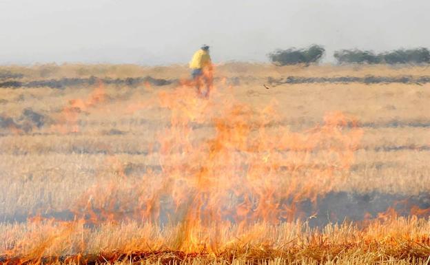 EL TSJCyL prohíbe la quema de rastrojos en parcelas de explotaciones agrarias
