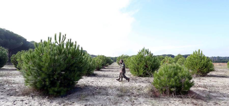 Plantación de pinos piñoneros injertados en Castilla y León.