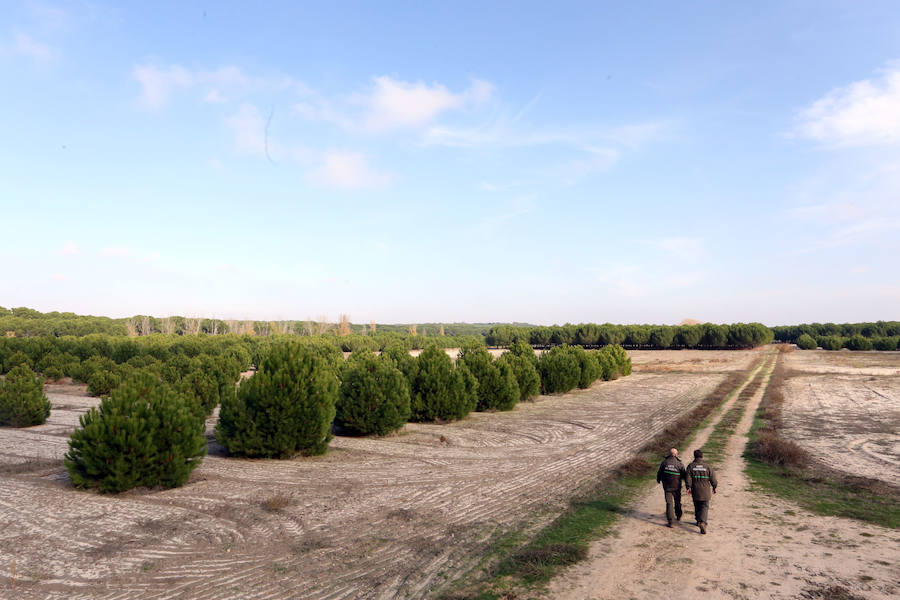 Plantación de pinos piñoneros injertados en Castilla y León.