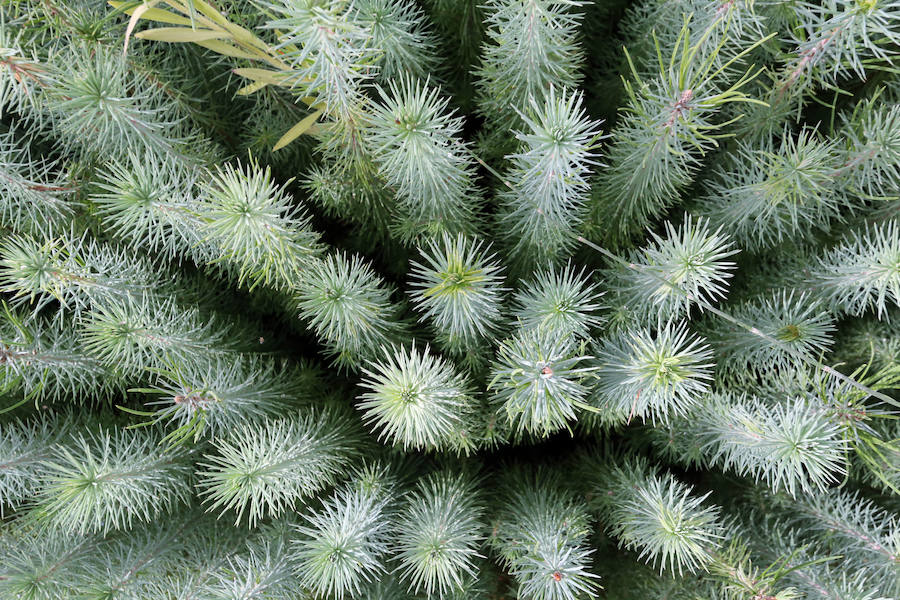 Pinos piñoneros.