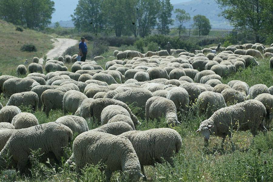 Prádena y Santo Tomé del Puerto crean la Ruta de la Trashumancia