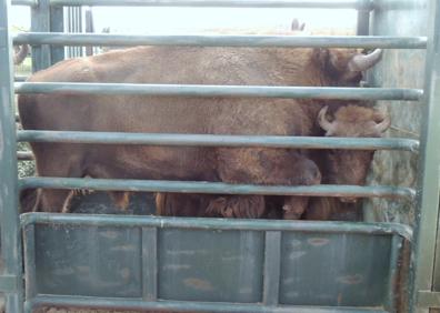 Imagen secundaria 1 - Los bisontes de Segovia, durante el control sanitario del 19 de noviembre.