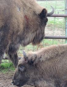 Imagen secundaria 2 - Los bisontes de Segovia, durante el control sanitario del 19 de noviembre.