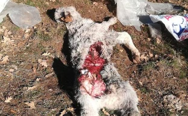 Un ternero muerto por un ataque de lobos en Hoyos del Collado (Ávila).