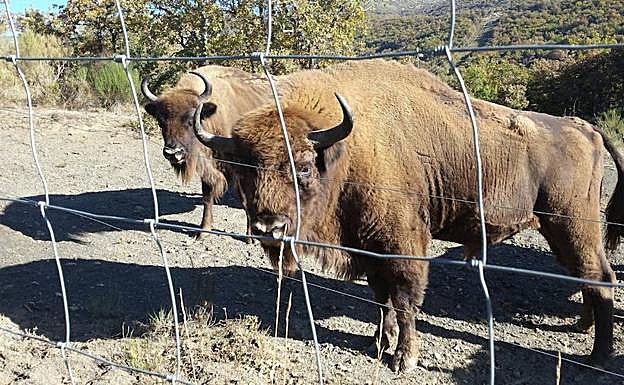 Bisontes, en la reserva de San Cebrián de Mudá. 