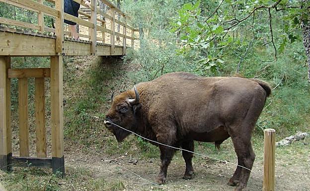 Un ejemplar de bisonte de la reserva de San Cebrián. 