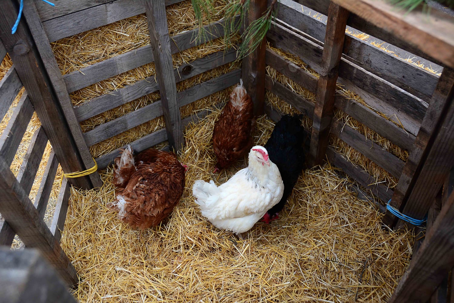 Sesenta actores y la representación de hasta 13 oficios castellanos se han dado cita en esta localidad de Torozos con motivo de la Navidad