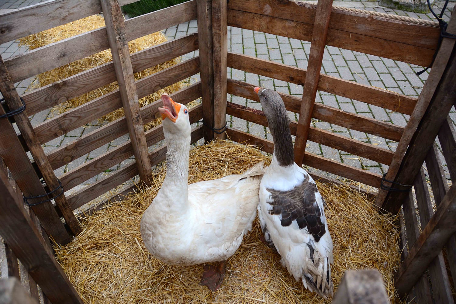 Sesenta actores y la representación de hasta 13 oficios castellanos se han dado cita en esta localidad de Torozos con motivo de la Navidad
