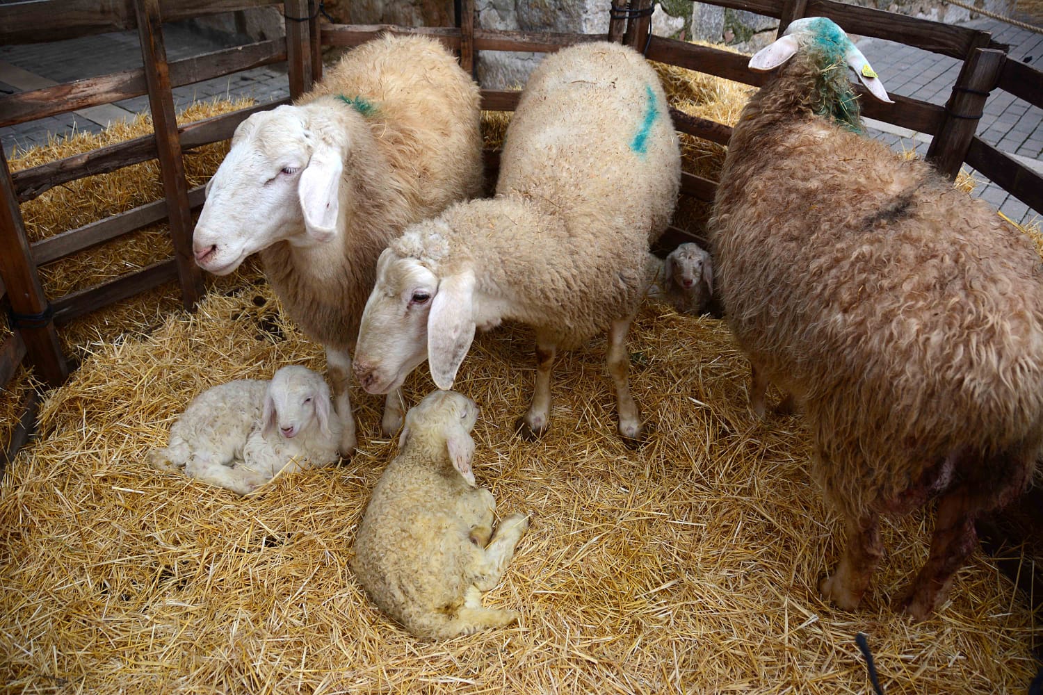 Sesenta actores y la representación de hasta 13 oficios castellanos se han dado cita en esta localidad de Torozos con motivo de la Navidad