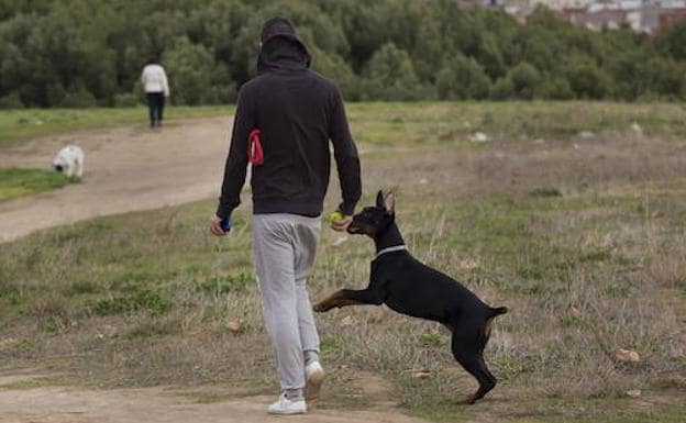 Un hombre pasea a su perro.