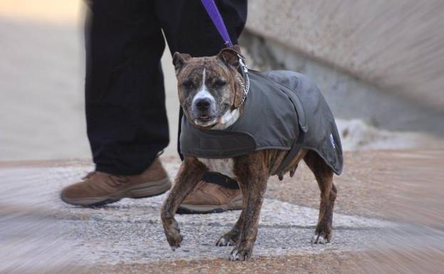 La niña agredida en Soria por un perro fue mordida en casa y no en un parque como declaró su madre