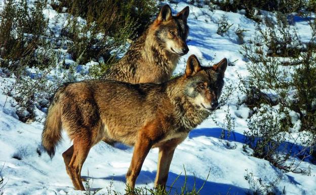 Pareja de lobos fotografiada en una zona de montaña de Castilla y León. . 