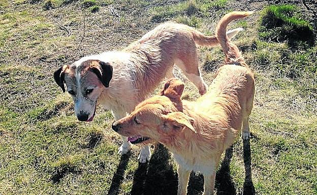 Dos perros identificados como Pizca y Koko, en la parcela de Aspap.