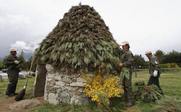 Un grupo de personas decoran con piorno el techo de un chozo de piedra con motivo del Festival del Piorno en Flor. 