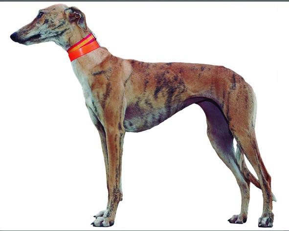 Pelaya de Safesa. Barcina. Nacida el 2 de julio de 2016. Campeona del I Grupo de Castilla y León. Club Galguero: Medinense.