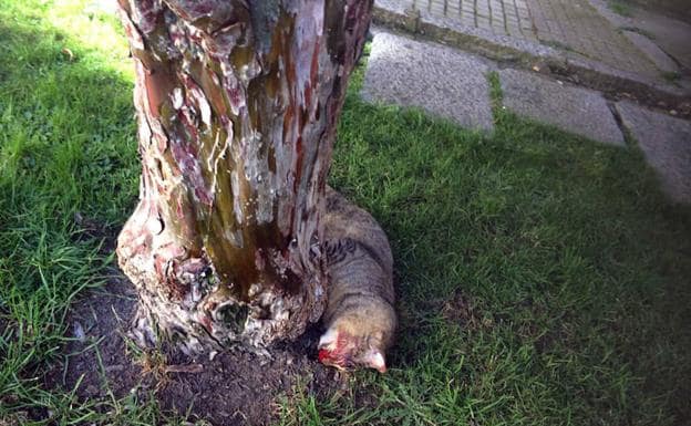 Último gato hallado muerto en Segovia, esta vez en la plaza de Guevara. 