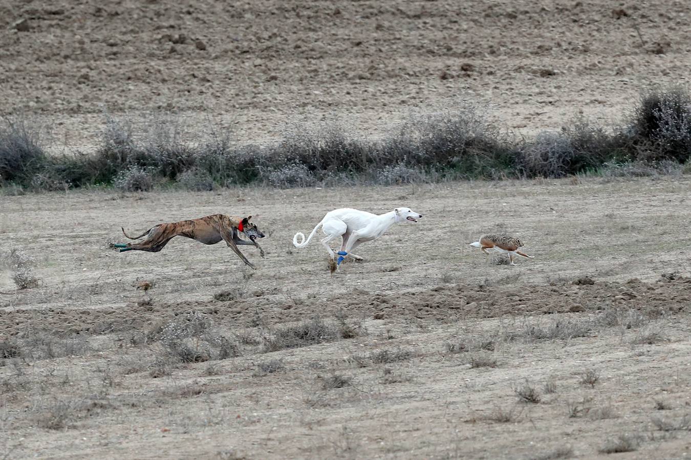 Fotos: Carreras del Campeonato Nacional de Galgos de Nava