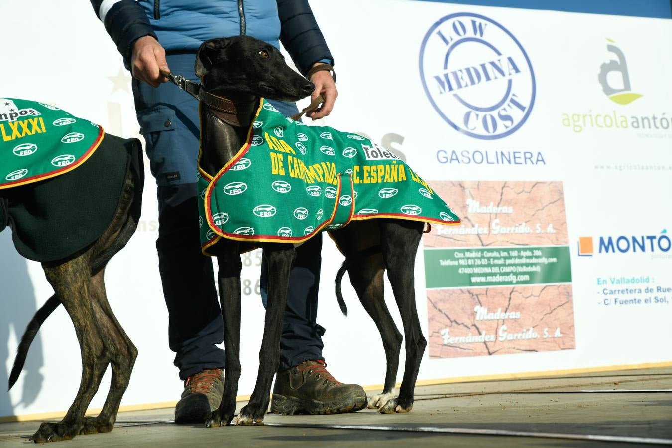 Fotos: Octavos de final del Campeonato Nacional de galgos, en Nava del Rey