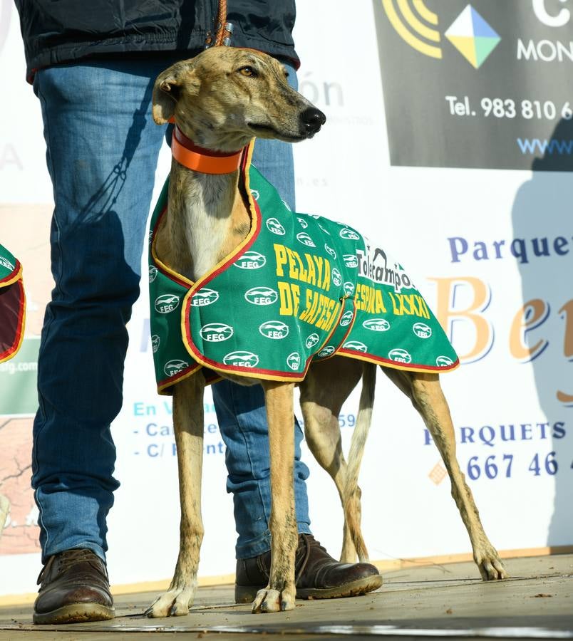 Fotos: Octavos de final del Campeonato Nacional de galgos, en Nava del Rey