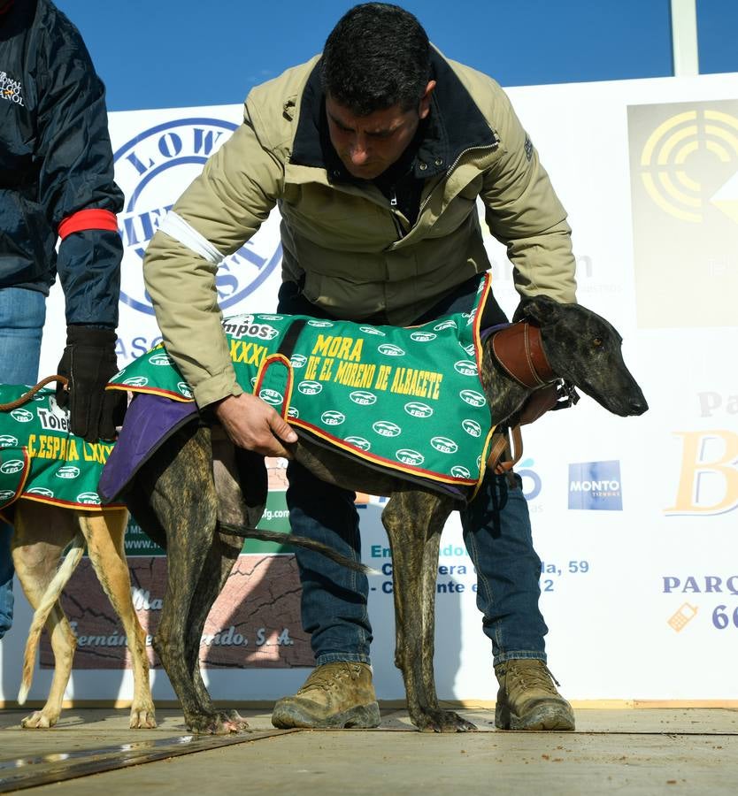 Fotos: Octavos de final del Campeonato Nacional de galgos, en Nava del Rey