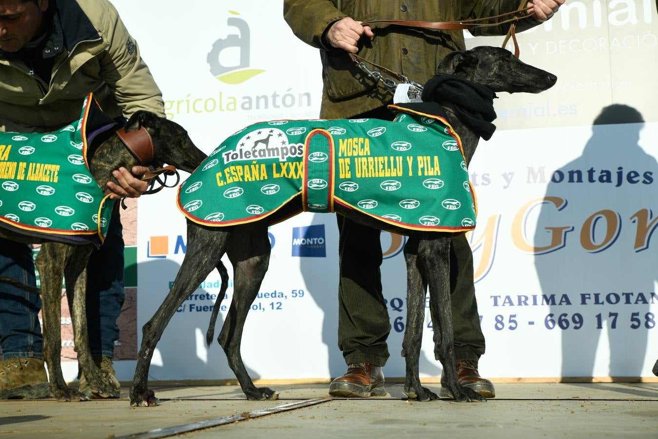 Fotos: Octavos de final del Campeonato Nacional de galgos, en Nava del Rey