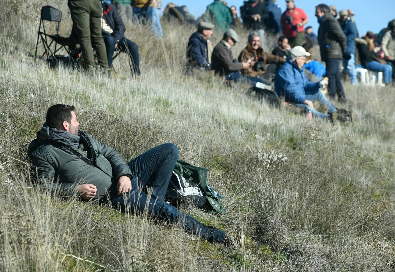 Fotos: Octavos de final del Campeonato Nacional de galgos, en Nava del Rey