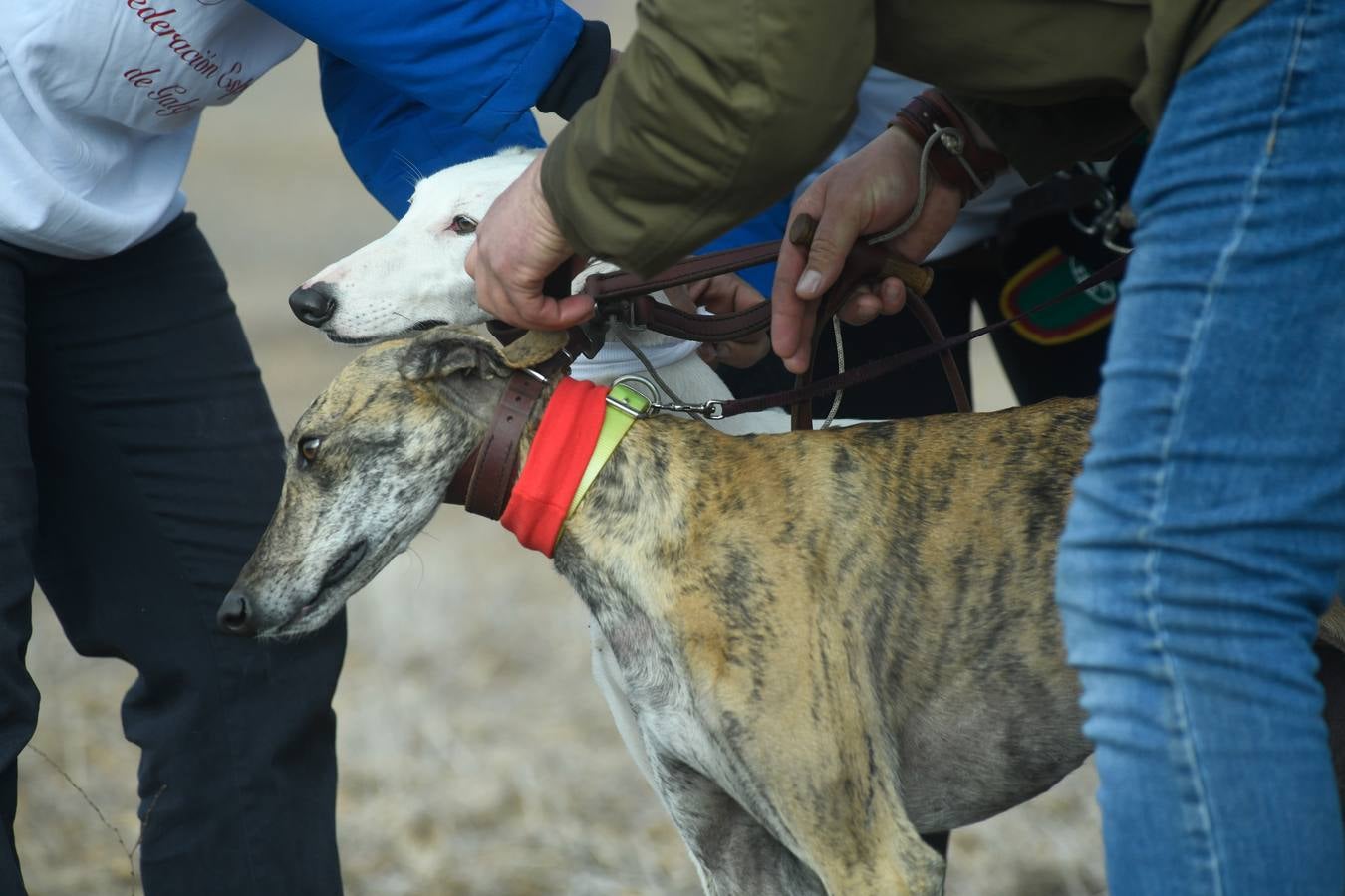 Fotos: Octavos de final del Campeonato Nacional de galgos, en Nava del Rey