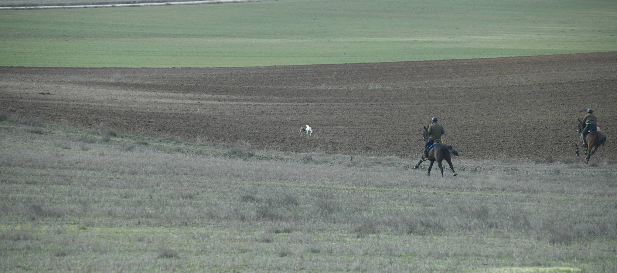 Fotos: Octavos de final del Campeonato Nacional de galgos, en Nava del Rey