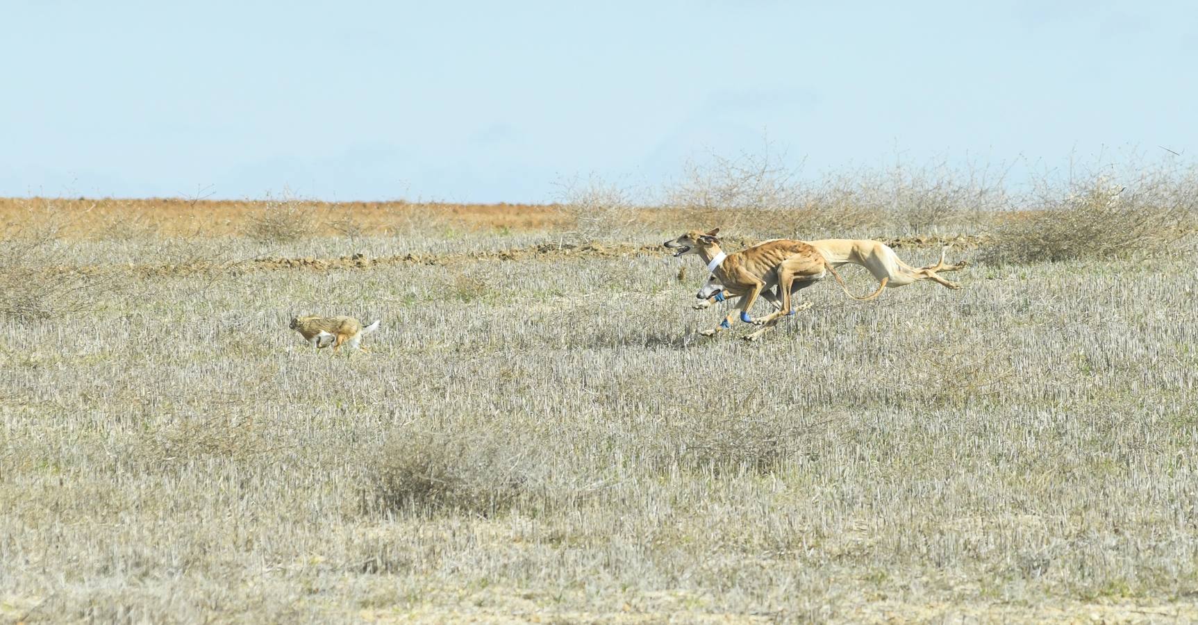 Fotos: Octavos de final del Campeonato Nacional de galgos, en Nava del Rey