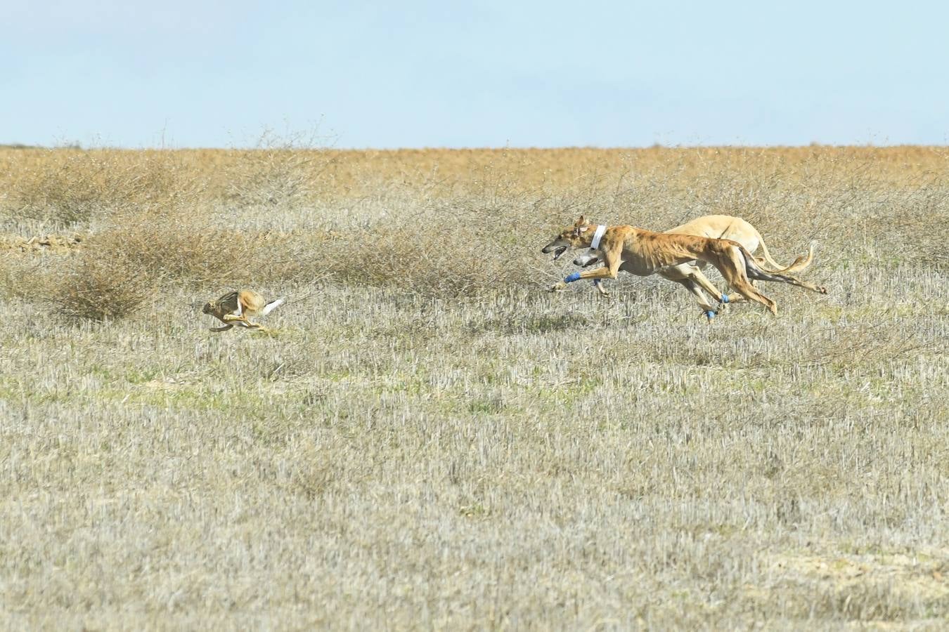 Fotos: Octavos de final del Campeonato Nacional de galgos, en Nava del Rey