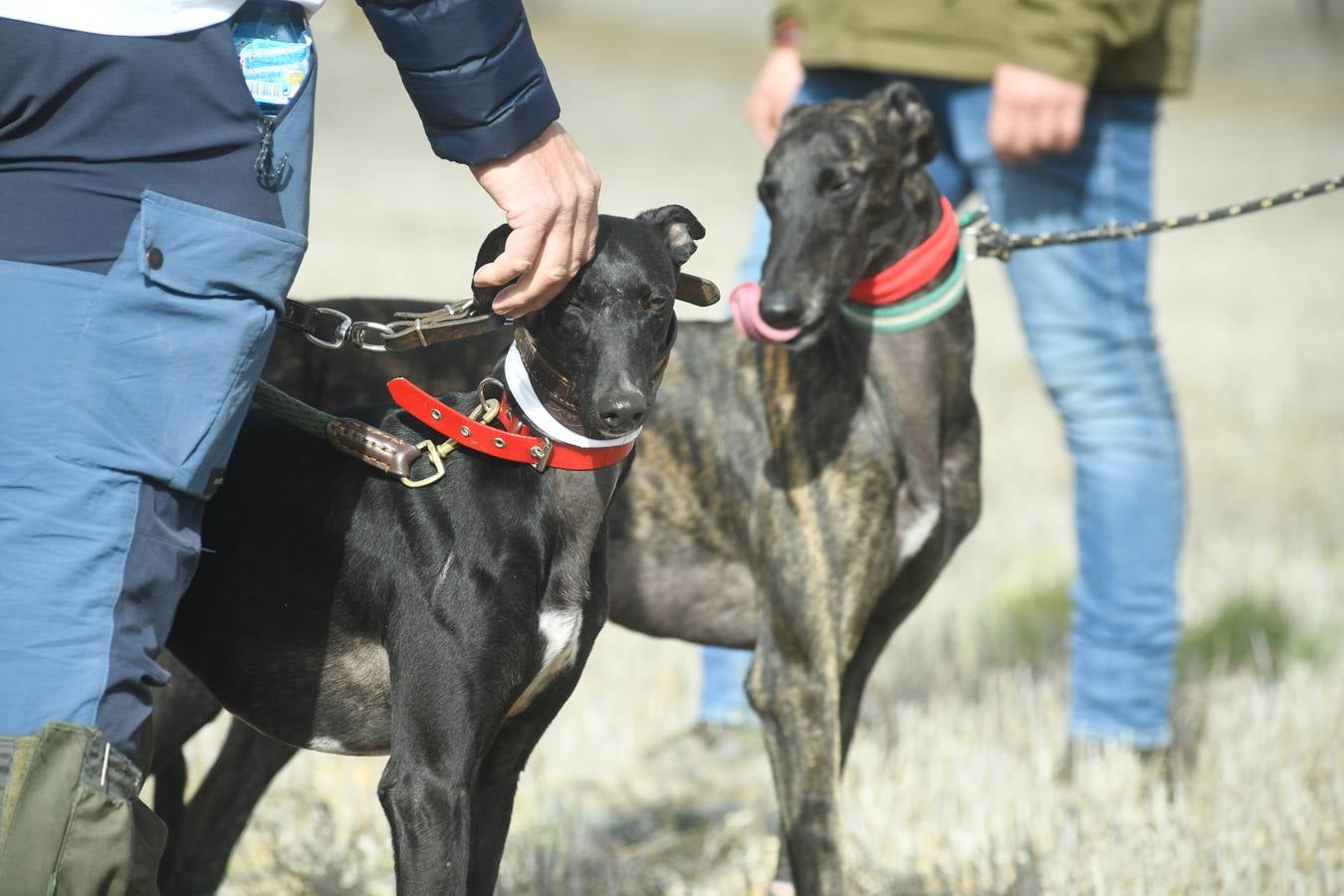 Fotos: Octavos de final del Campeonato Nacional de galgos, en Nava del Rey