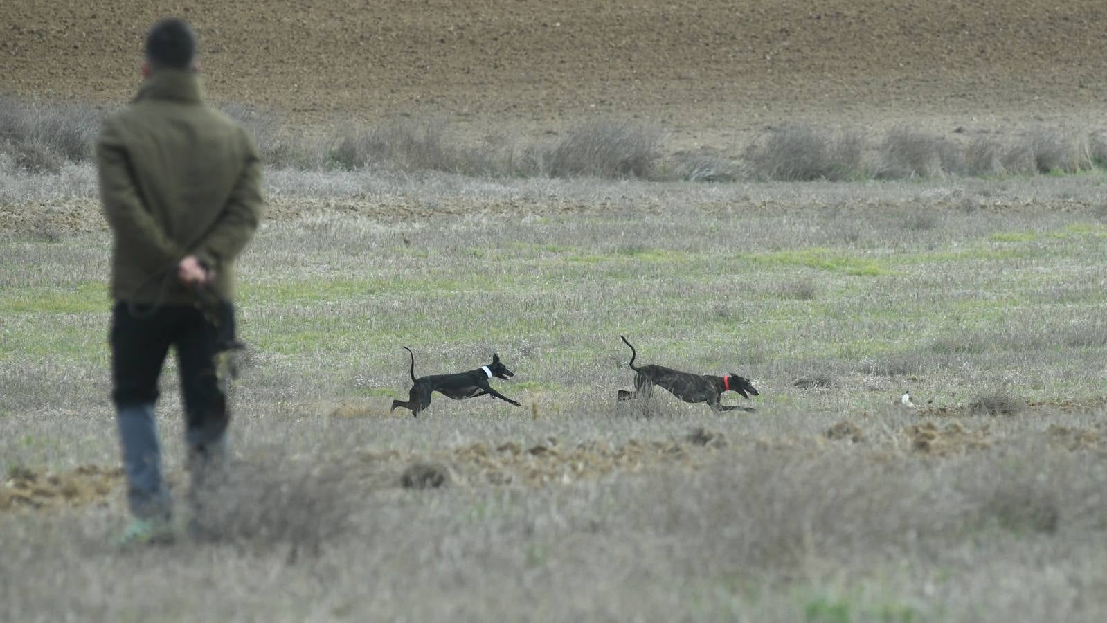 Fotos: Octavos de final del Campeonato Nacional de galgos, en Nava del Rey
