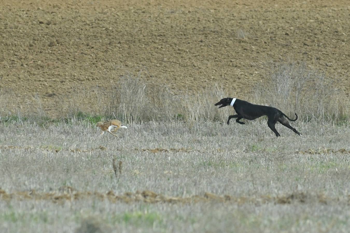Fotos: Octavos de final del Campeonato Nacional de galgos, en Nava del Rey