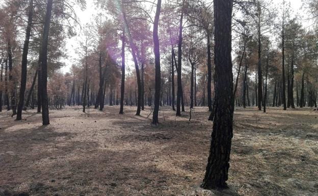 El sector forestal al alza: los contratos en Castilla y León crecen más de un 20% en los últimos cuatro años