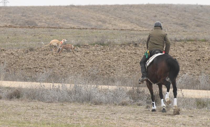 Fotos: Jornada del domingo en el Campeonato Nacional de Galgos de Nava del Rey
