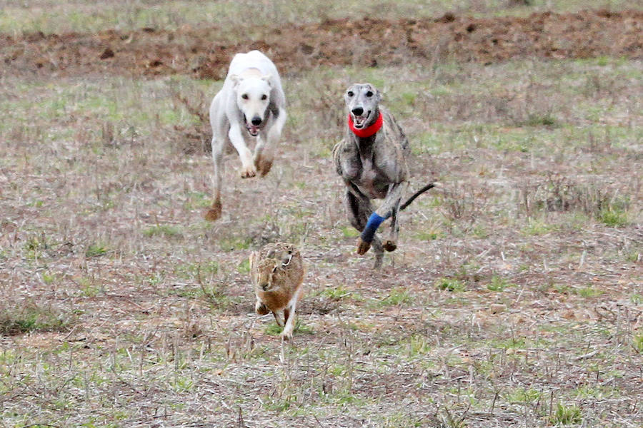 Fotos: Jornada del domingo en el Campeonato Nacional de Galgos de Nava del Rey