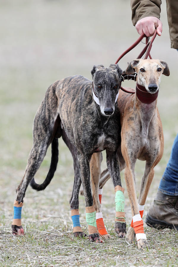 Fotos: Jornada del domingo en el Campeonato Nacional de Galgos de Nava del Rey